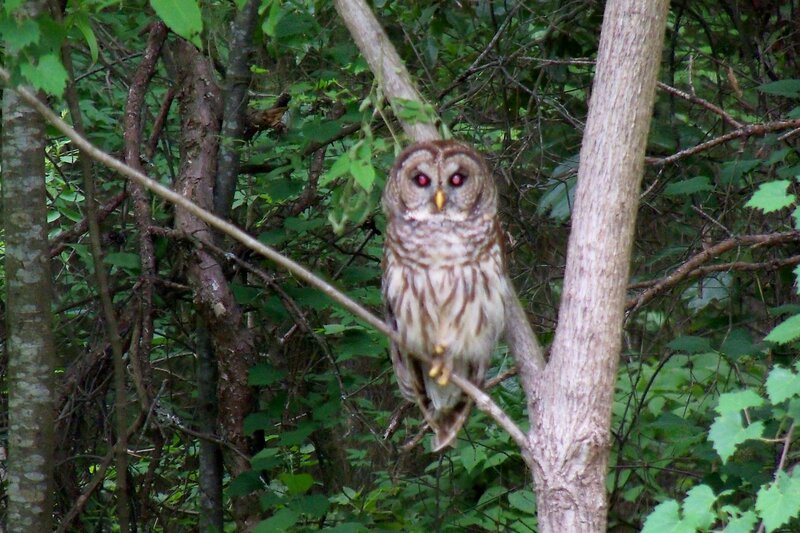 Barred Owl in Tree — Green