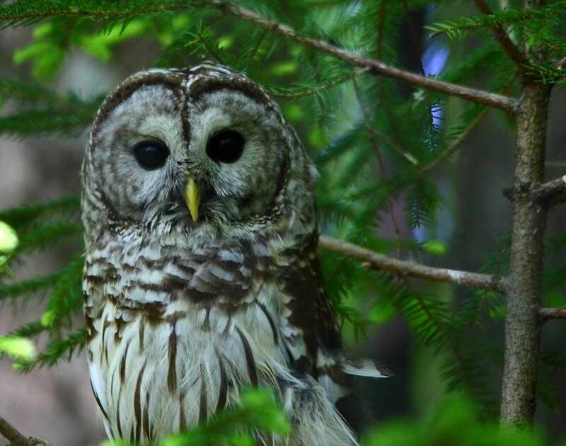 Barred Owl in Tree