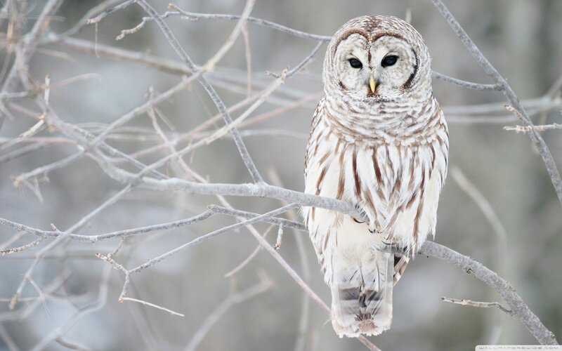 Barred owl on a branch