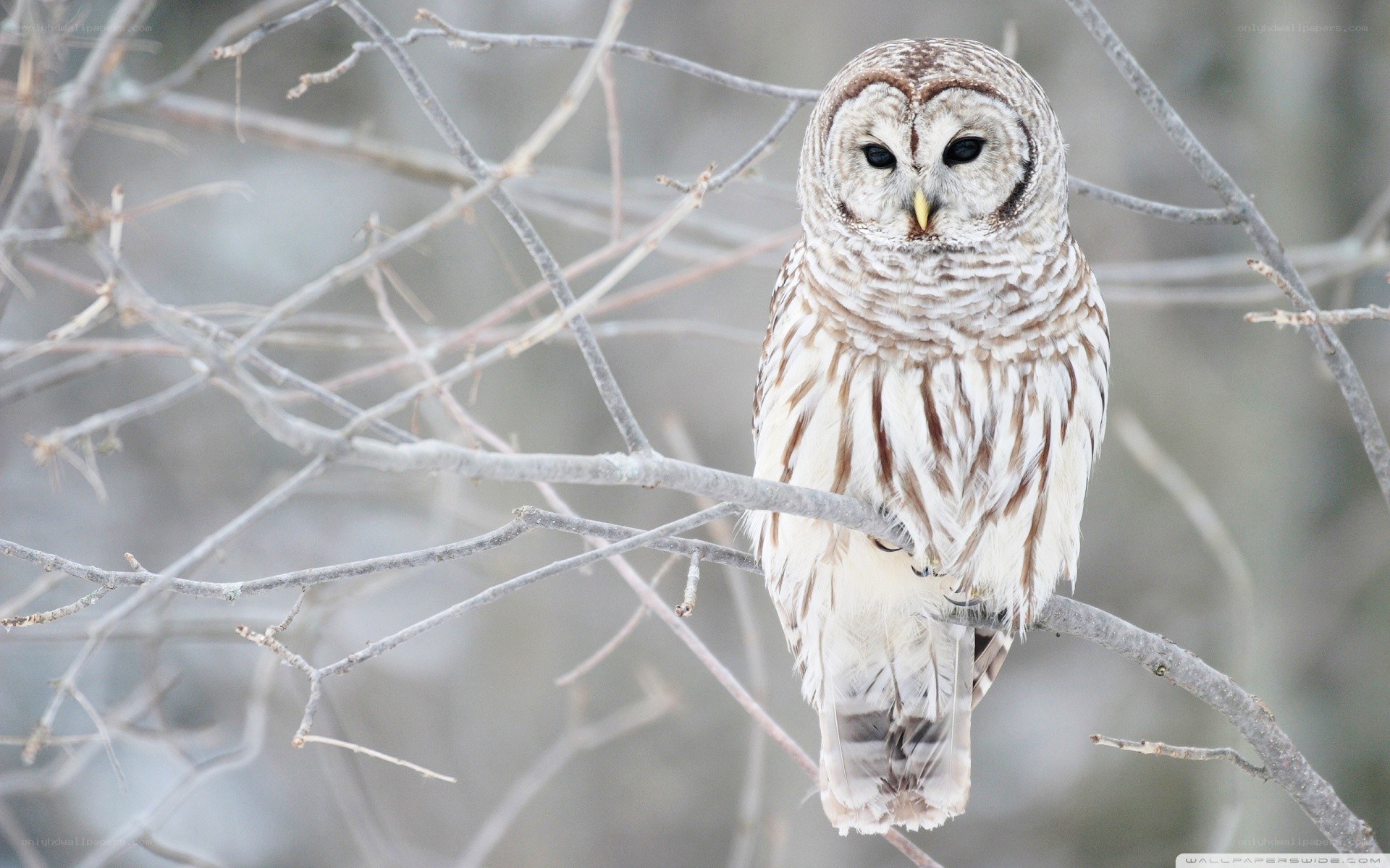 Barred owl on a branch