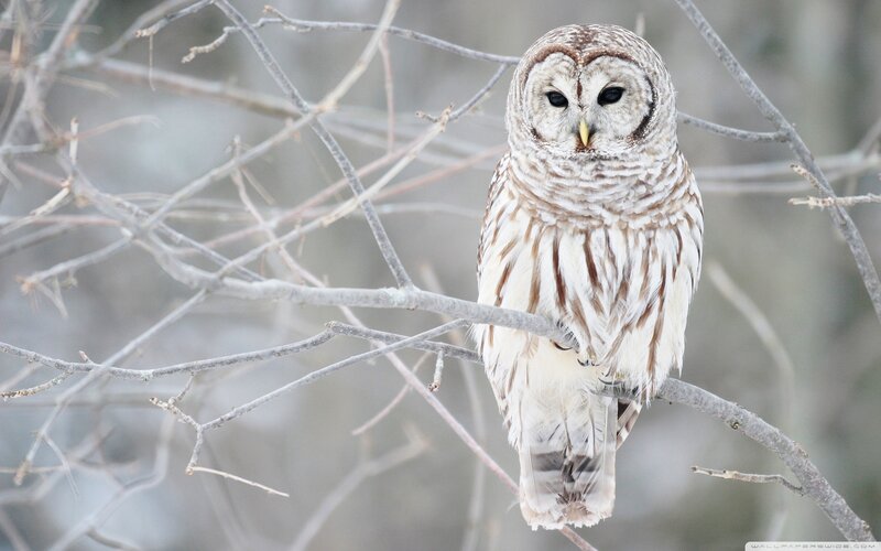 Barred owl on a branch