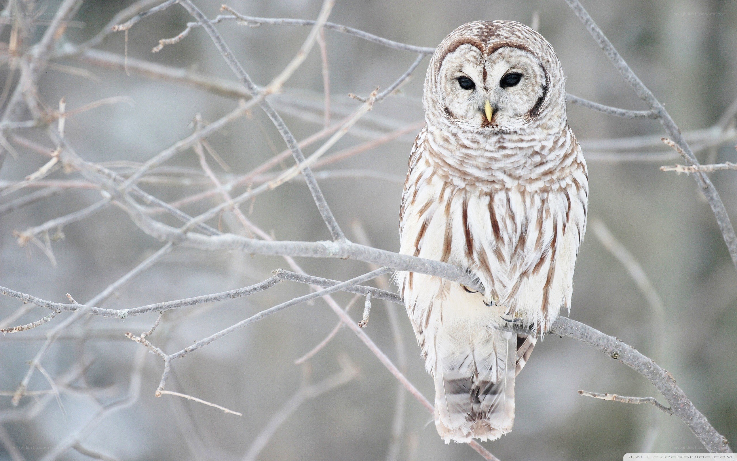 Barred owl on a branch