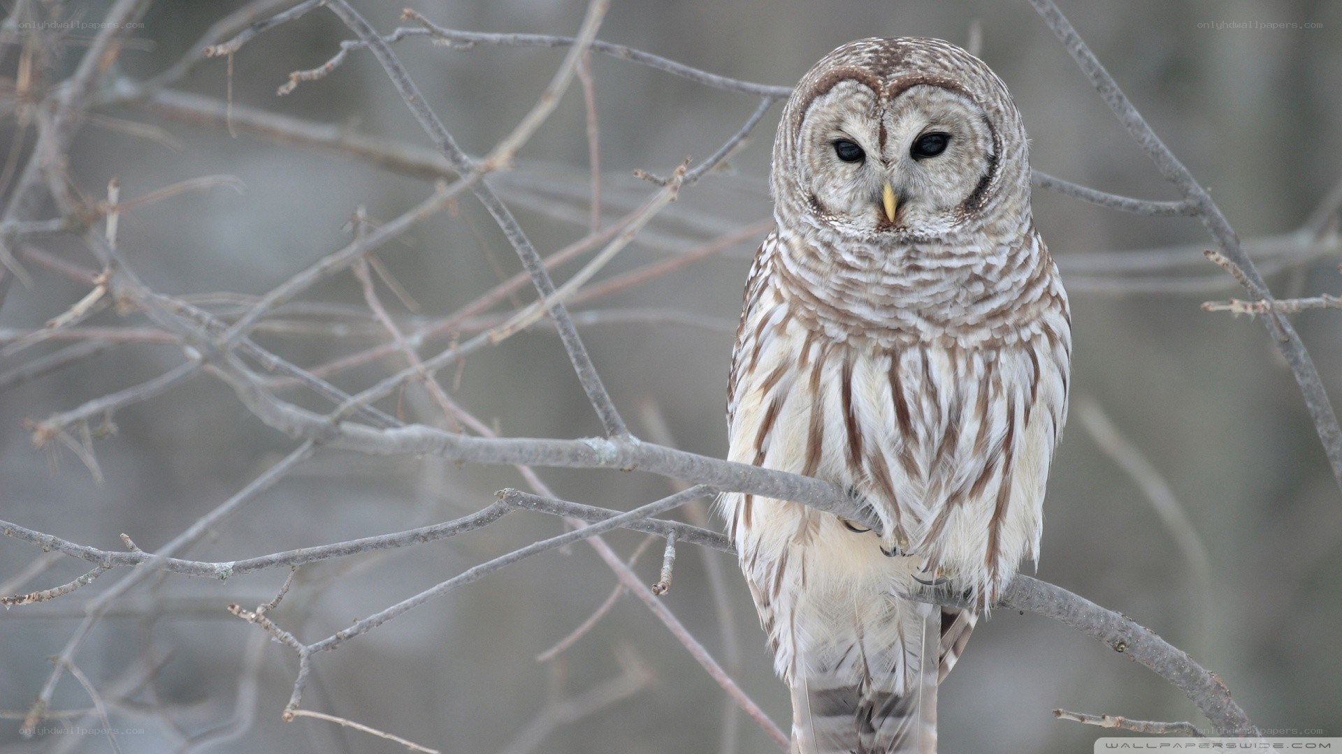 Barred owl on a branch
