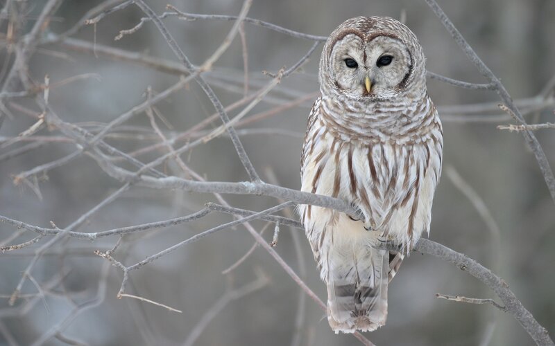Barred owl on a branch