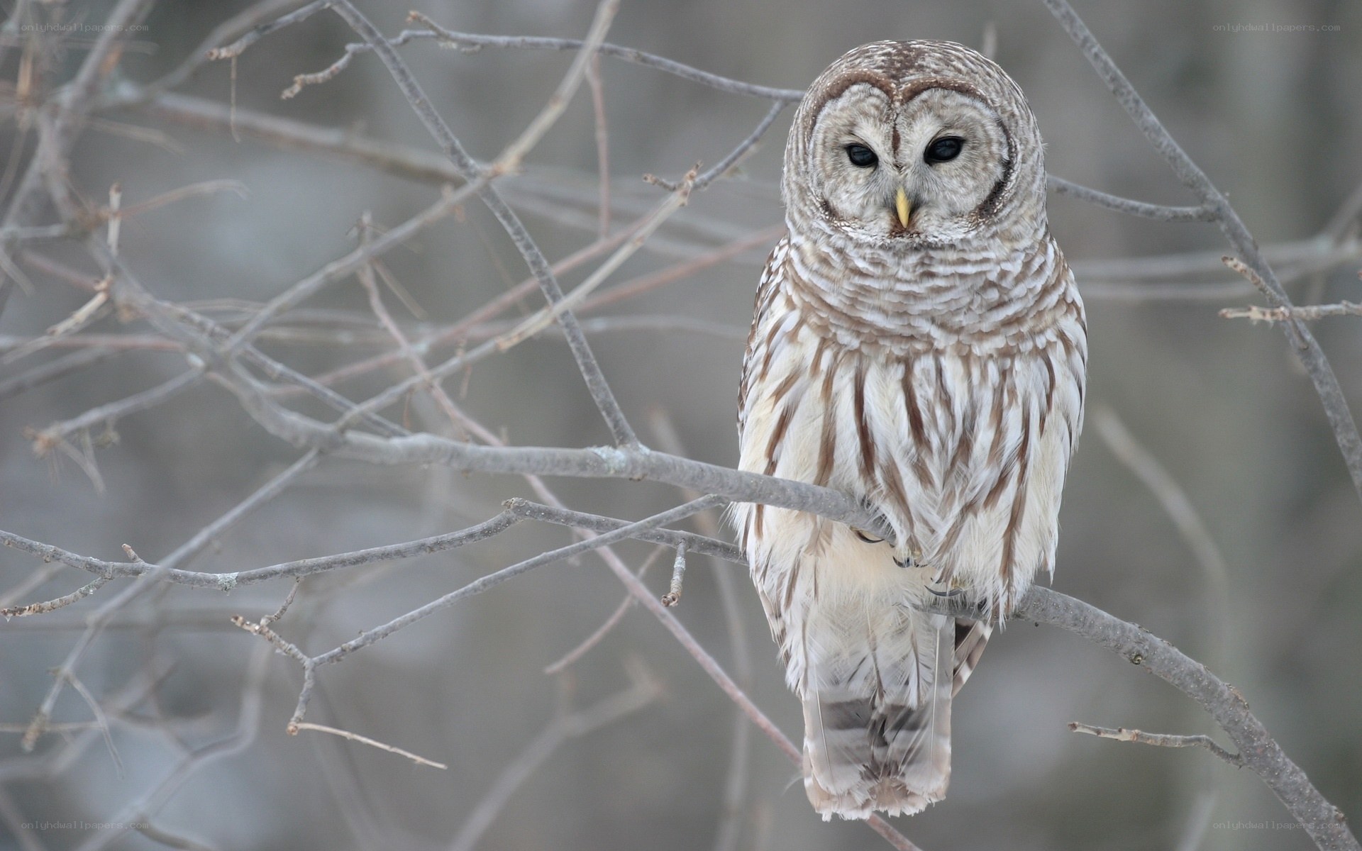 Barred owl on a branch