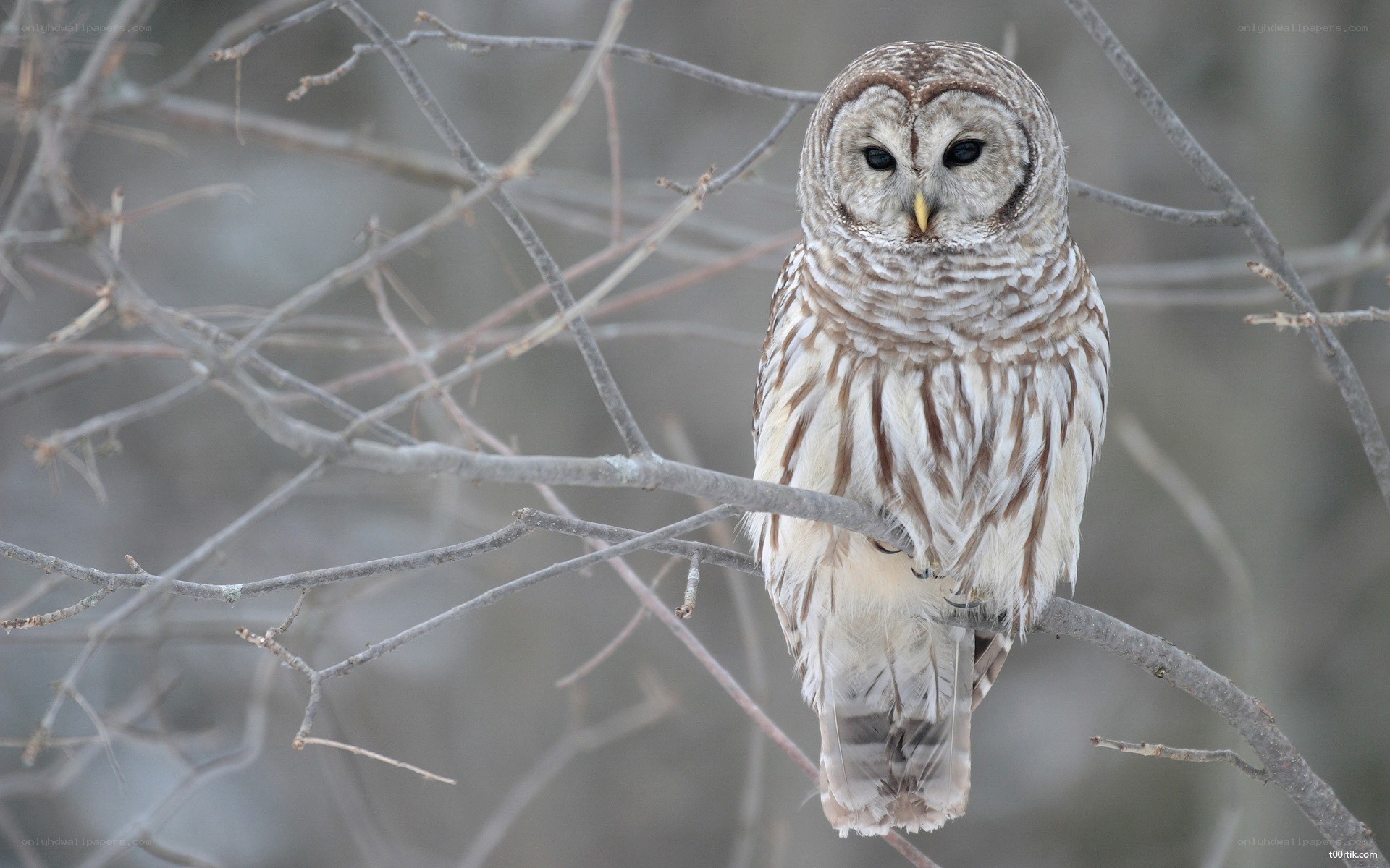 Barred owl on a branch