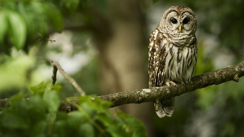 Barred Owl on Branch — Brown, Calm, Afternoon, Photograph, Leaves, Forest, Green