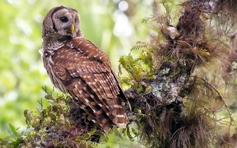 Barred Owl on Branch — Brown, Calm, Morning, Photograph, Moss, Fern