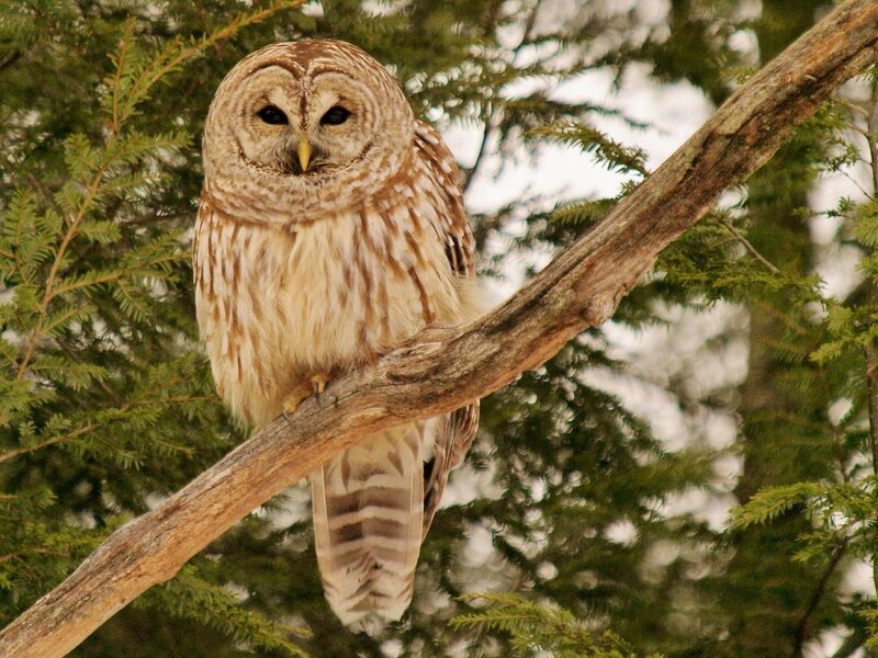 Barred Owl on Branch — Brown, Calm, Morning, Photograph, Tree