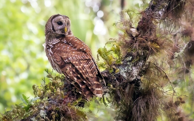 Barred Owl on Branch — Brown, Calm, Morning
