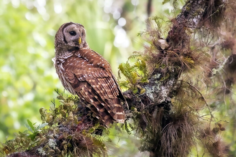 Barred Owl on Branch — Brown, Calm, Photograph, Moss