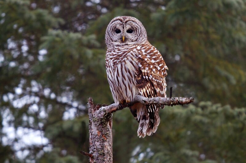 Barred Owl on Branch — Brown, Calm, Photograph
