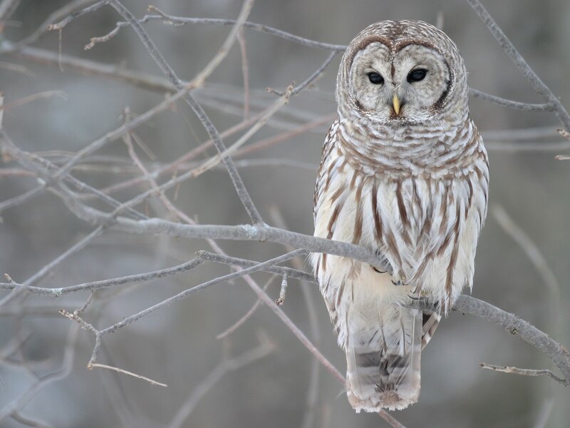Barred Owl on Branch — Brown, Calm