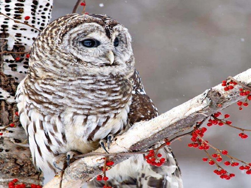 Barred Owl on Branch — Brown, Calm, Winter, Photograph, Berries