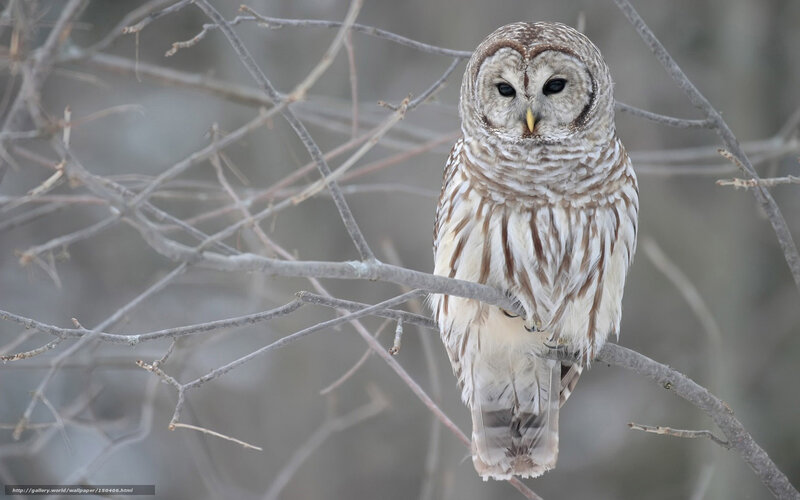 Barred Owl on Branch — Brown, Calm, Winter, Photograph, Forest, Bird
