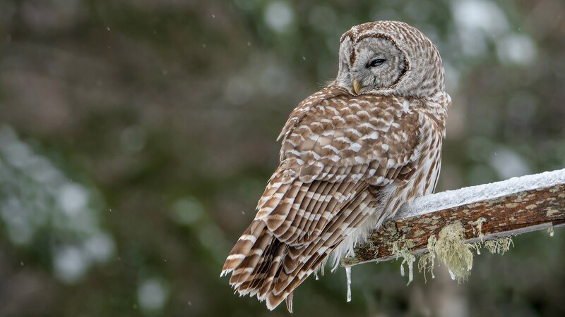Barred Owl on Branch — Brown, Calm, Winter, Photograph, Snow, Moss