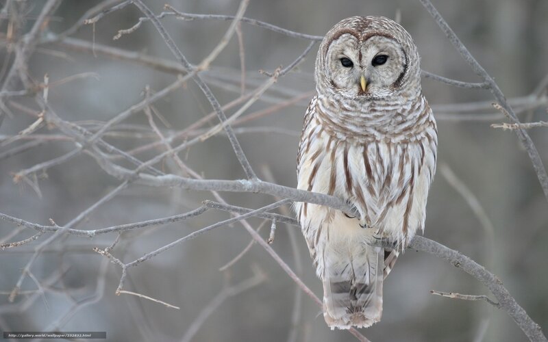 Barred Owl on Branch — Brown, Calm, Winter, Photograph, Tree, Forest
