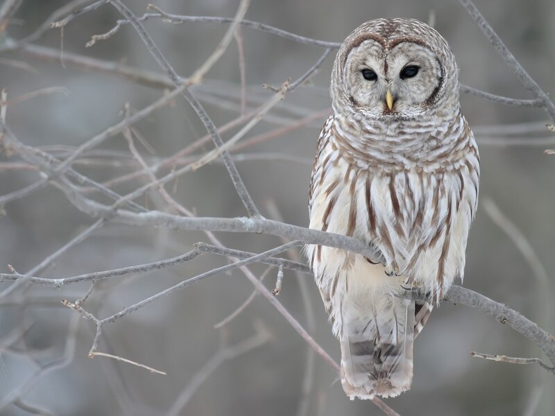 Barred Owl on Branch — Brown, Calm, Winter, Photograph, Tree