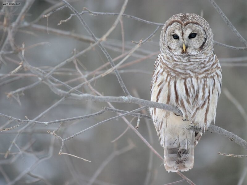 Barred Owl on Branch — Brown, Calm, Winter