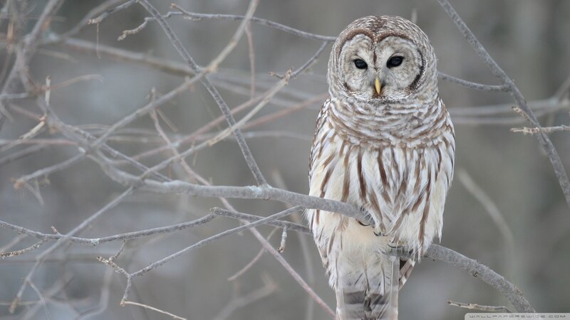 Barred Owl on Branch — Brown, Forest
