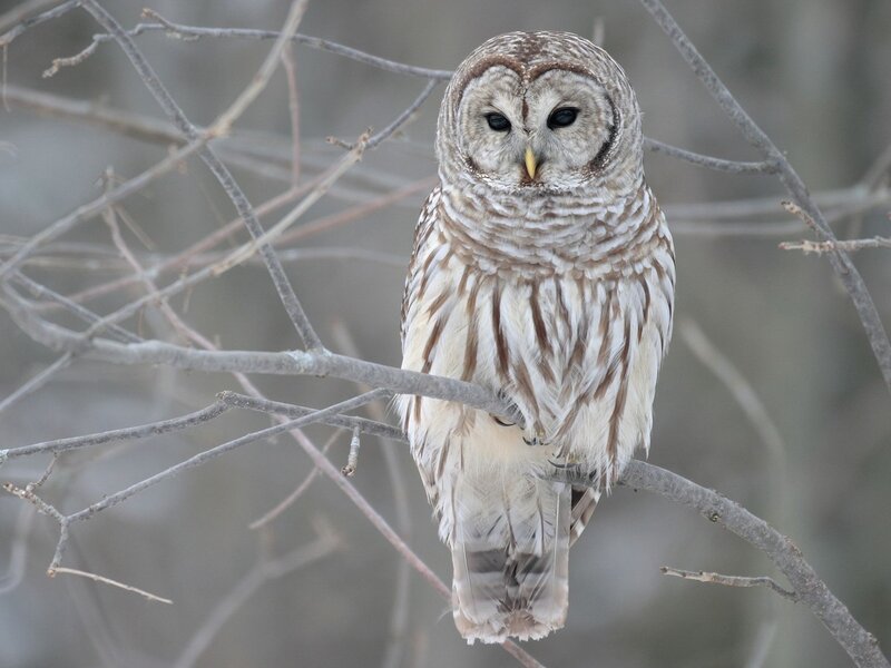 Barred Owl on Branch — Brown, Gray