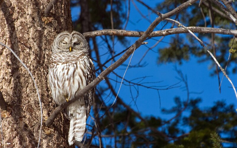 Barred Owl on Branch — Brown, Serene, Afternoon