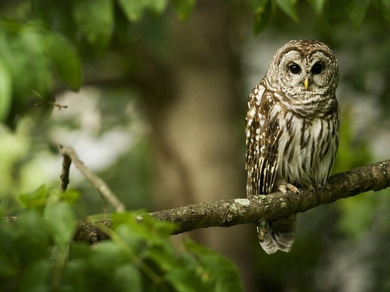 Barred Owl on Branch — Brown