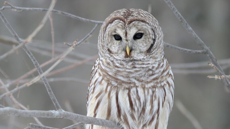 Barred Owl on Branch — Brown, White
