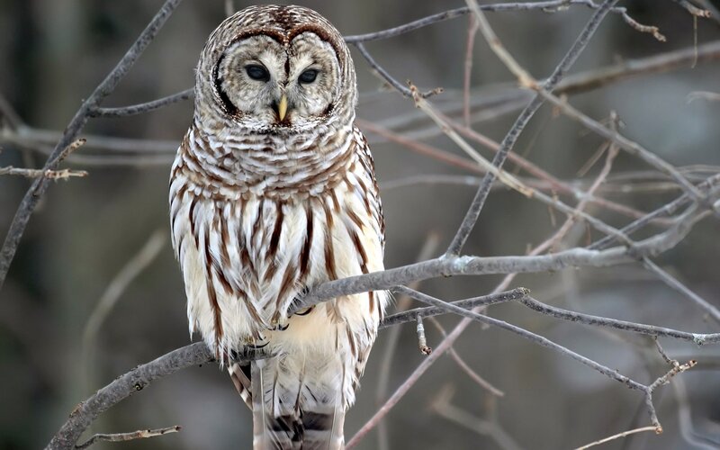 Barred Owl on Branch — Calm, Winter
