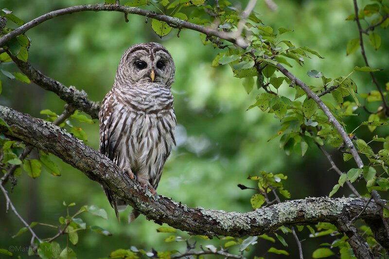 Barred Owl on Branch — Green, Calm, Afternoon, Photograph
