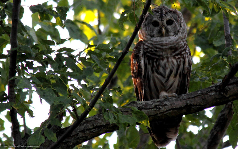 Barred Owl on Branch — Green, Calm, Afternoon