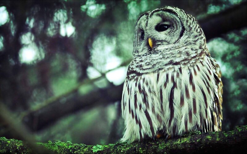 Barred Owl on Branch — Green, Calm, Night