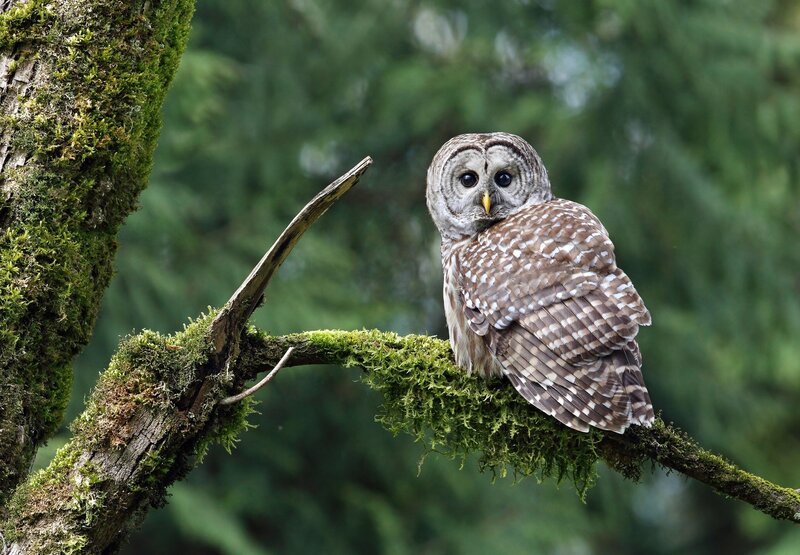 Barred Owl on Branch — Green, Calm, Photograph
