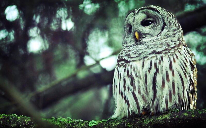 Barred Owl on Branch — Green, Calm