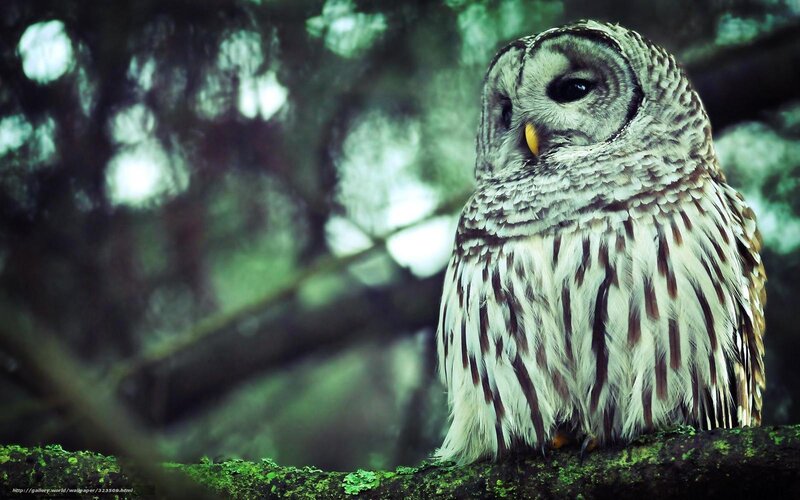 Barred Owl on Branch — Green, Serene, Night