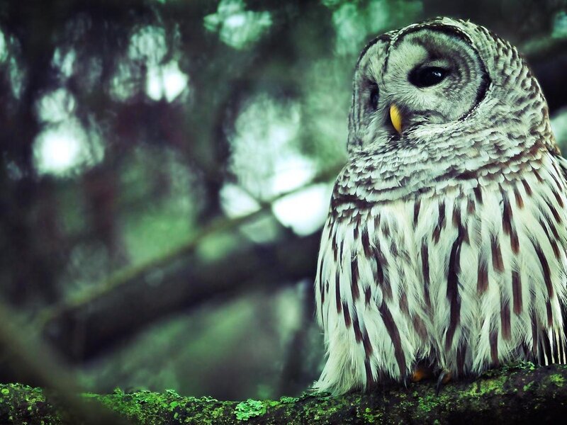 Barred Owl on Branch — Green