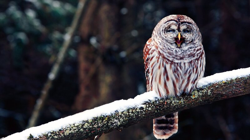 Barred Owl on Branch — Snow