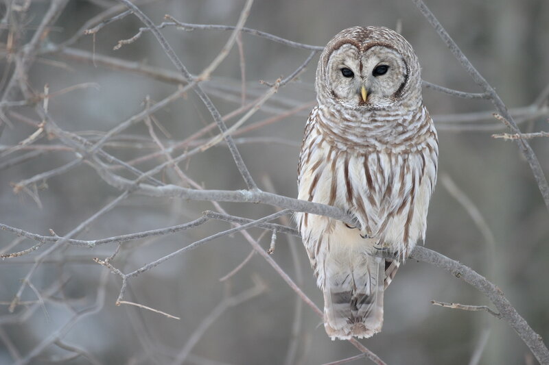 Barred Owl on Branch