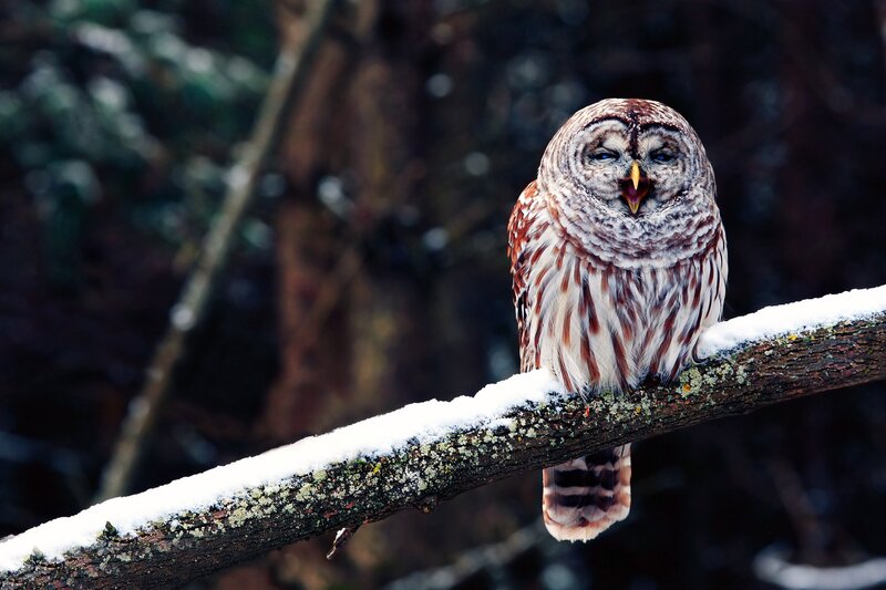 Barred Owl on Branch — Tree Branch