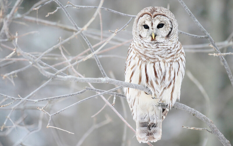 Barred Owl on Branch — White, Calm