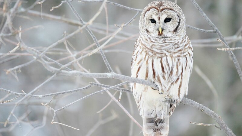 Barred Owl on Branch — White, Calm, Winter, Photograph