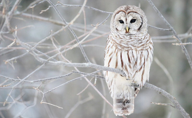 Barred Owl on Branch — White, Calm, Winter