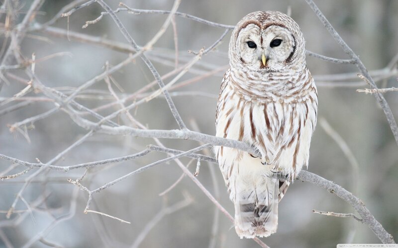 Barred Owl on Branch — White