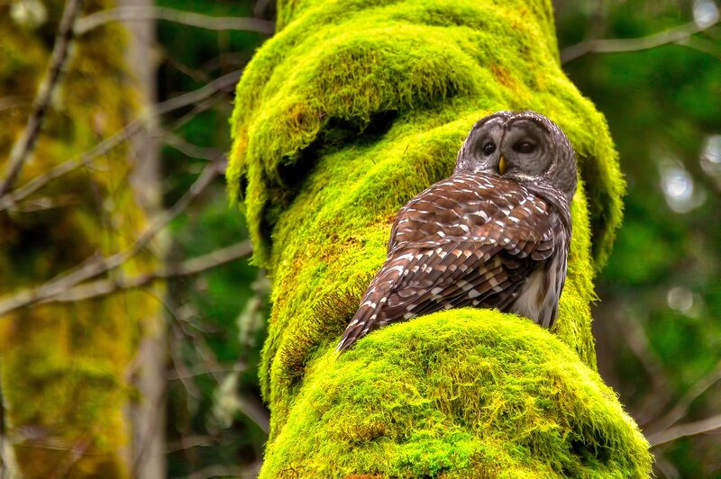 Barred Owl on Mossy Branch