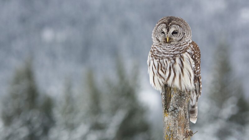 Barred Owl on Post