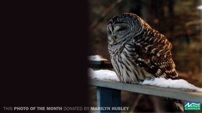 Barred Owl on Snow