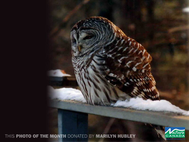 Barred owl on snowy railing