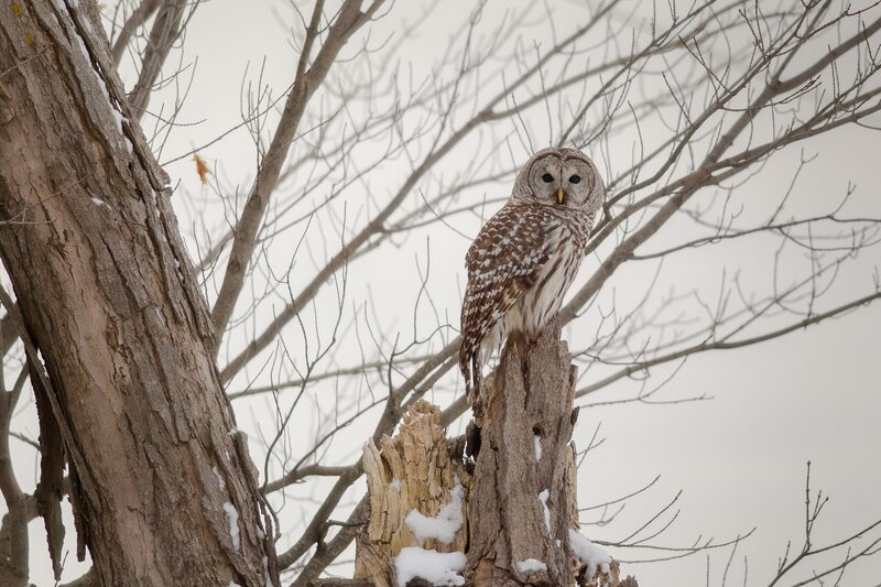 Barred Owl on Tree Stump