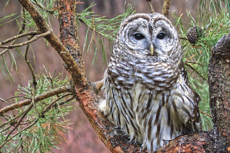Barred owl perched on a branch