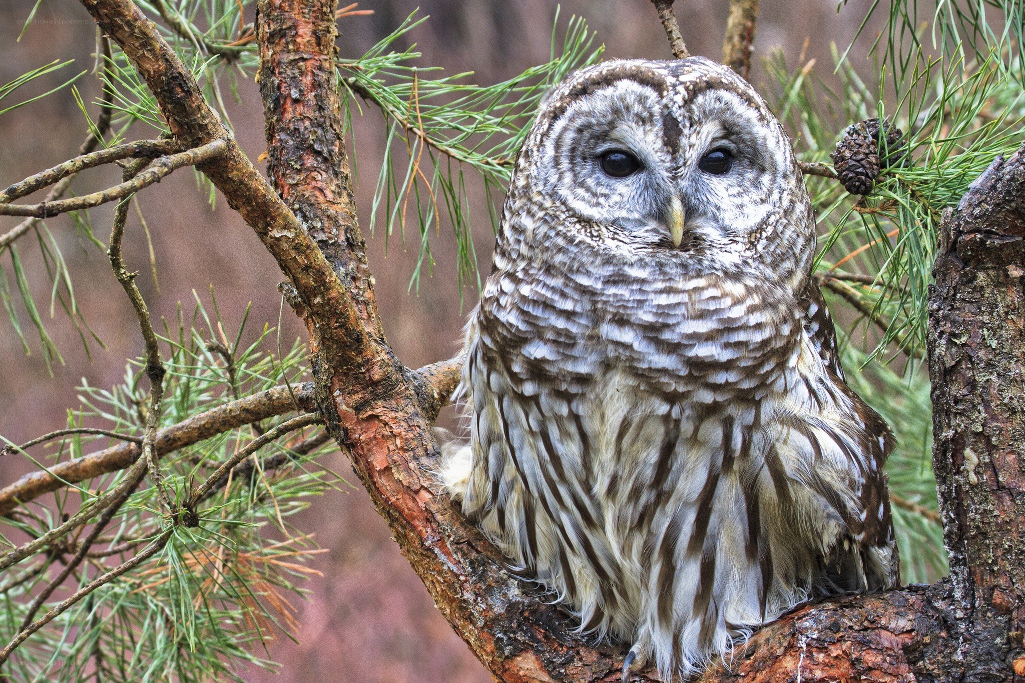 Barred owl perched on a branch